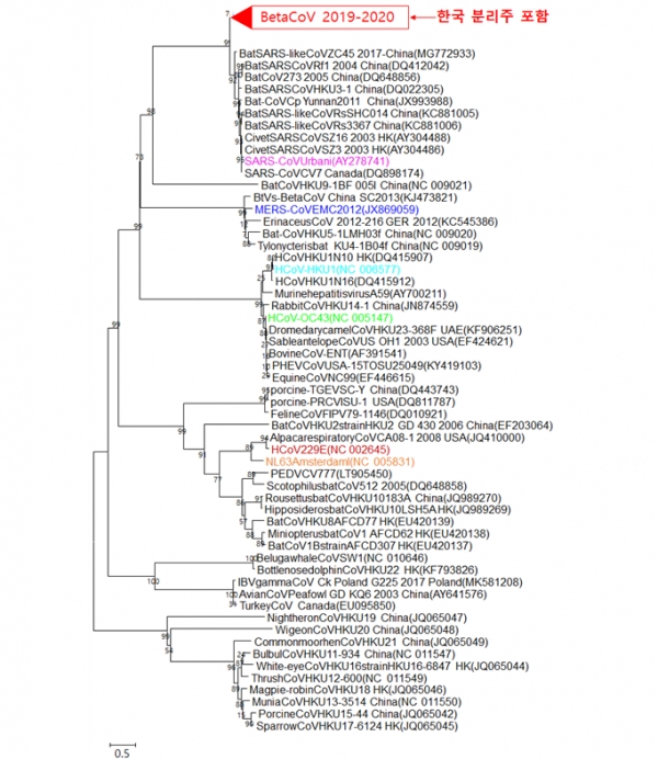 신종 코로나바이러스(우한 폐렴) 한국 분리주 유전자 계통 분석(사진: 질병관리본부 제공).
