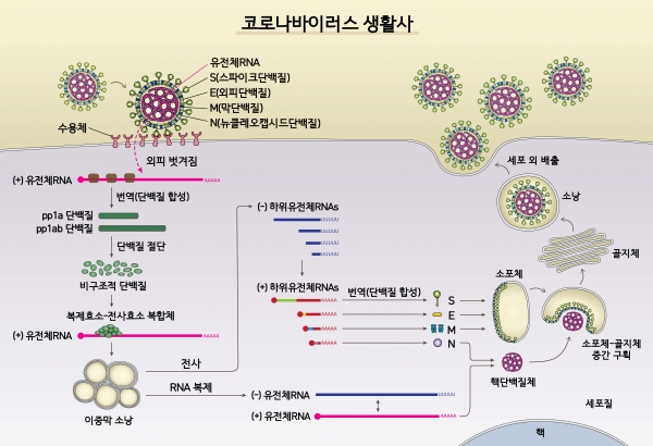 사스코로나바이러스-2(SARS-CoV-2)의 생활사(사진: 기초과학연구원 제공)