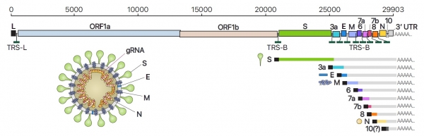 사스코로나바이러스-2(SARS-CoV-2)의 유전체RNA 및 하위유전체RNA 구성, 바이러스 입자 구조의 모식도(사진: 기초과학연구원 제공)