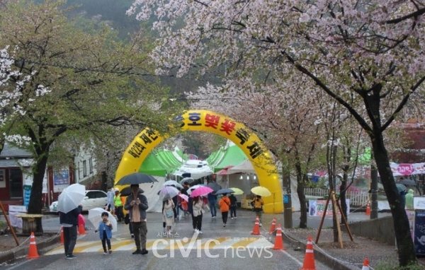 충북 제천의 벚꽃축제가 마침 열리고 있어서 구경할 수 있었다(사진: 장원호 박사 제공).