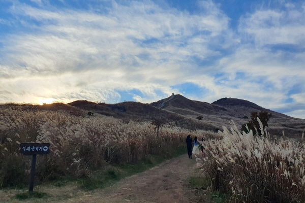 경남 합천군 황매산에는 전국 최대 규모의 억새 군락지가 있다. 황매산에는 가을이 짙어지면 푸른 하늘과 어우러지는 갈색 억새 들판이 장관을 이룬다(사진: 취재기자 조유란).