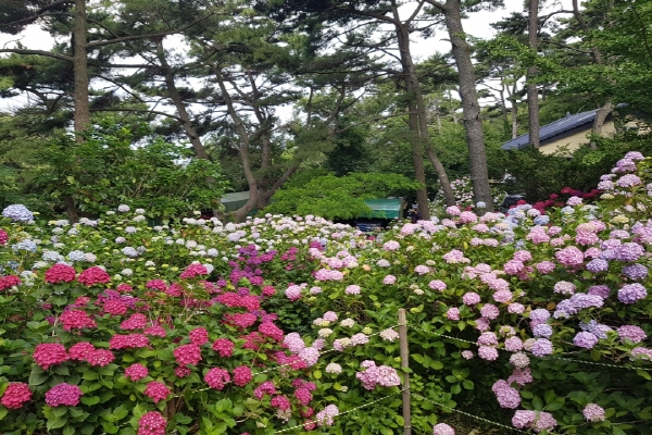 2019년 수국 축제 당시의 모습. 만개한 수국들이 주위를 둘러싸고 있다(사진: 최은영 씨 제공).