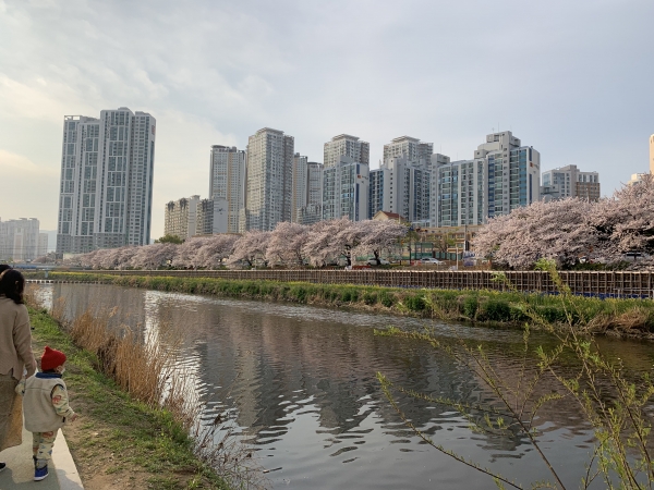 온천천은 만발한 벚나무와 더불어, 도심 속 흐르는 강물과 곧게 뻗은 아파트가 어우러져 아름다운 경관을 이루고 있다(사진: 취재기자 성민주).