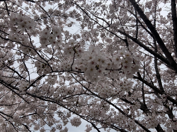 삼락 생태공원에 벚꽃이 팝콘처럼 만발했다(사진: 취재기자 성민주).