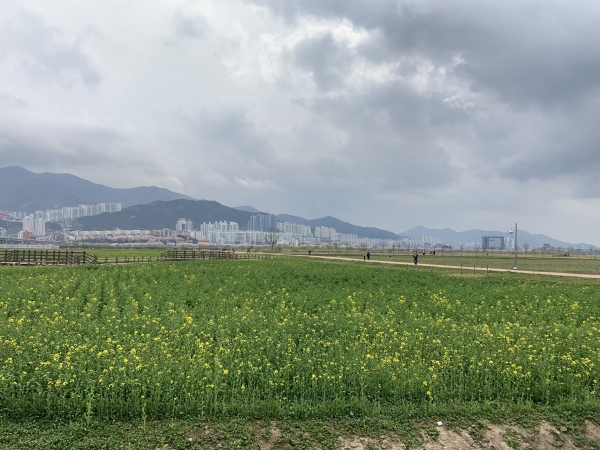 벚꽃길 밑에 펼쳐진 유채꽃밭. 유채꽃이 아직 완전히 다 피지는 않았다(사진: 취재기자 성민주).