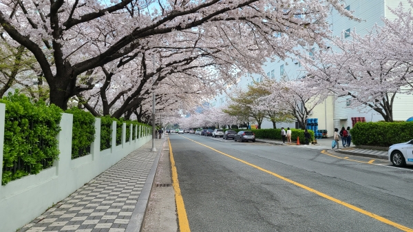 남천동 시장 쪽 아파트 단지에도 벚꽃이 만개해 벚꽃길이 열렸다(사진: 취재기자 성민주).