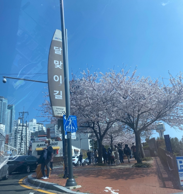 벚꽃길 드라이브 장소로 유명한 해운대 달맞이 길(사진: 취재기자 성민주).