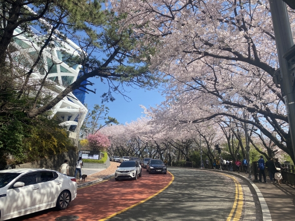 달맞이 길은 봄의 추억을 남기기 위한 사람들로 붐비고 있다(사진: 취재기자 성민주).