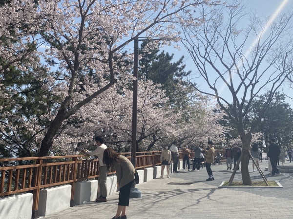 예쁜 벚나무 아래에서 인생 사진을 건지기 위해 시민들은 서로의 사진을 찍어주고 있다(사진: 취재기자 성민주).