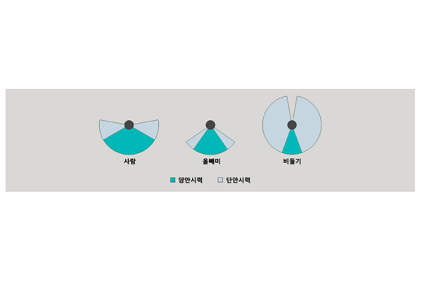 맹금류를 제외한 대부분의 새들의 시야는 매우 넓게 형성돼있다. 다만 3차원 인식이 가능한 양안시야 영역이 좁게 형성돼 유리창 등의 구조물 인식이 쉽지 않다(자료: 국립생태원 제공).