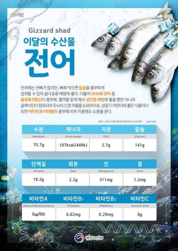 전어는 칼슘을 포함한 다양한 영양소들이 많이 들어있어 남녀노소 누구에게나 건강에 좋다(사진: 해양수산부 제공).