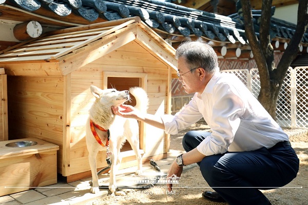 문재인 대통령이 김 위원장에게 선물받은 풍산개 한 쌍 중 암컷 솜이와 시간을 보내고 있다(사진: 대한민국 정책브리핑 홈페이지 뉴스 포토/영상 이미지).