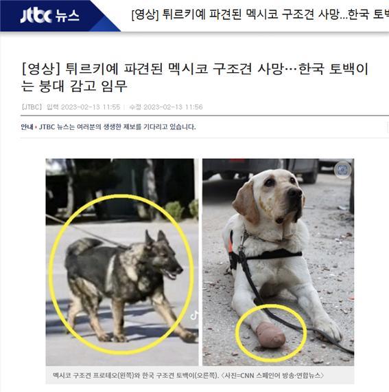 JTBC에서 튀르키예 피해 현장에서 구조활동을 하다 부상을 입은 구조견들을 보도하고 있다(사진: JTBC뉴스 웹사이트 캡처).