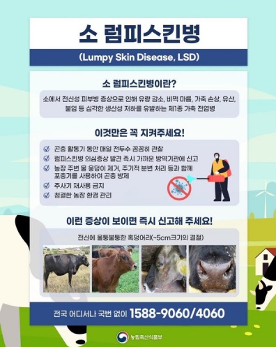 최근 럼피스킨병의 빠른 확산으로 전국 소 사육 농장이 골머리를 앓고있다(사진: 농림축산식품부 제공).