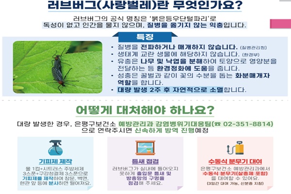 익충으로 분류되는 러브버그이지만 퇴치법을 설명하고 있다(사진: 은평구청 제공).